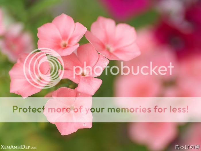 Nice flowers (c) NicoleSeege nice flower drawings