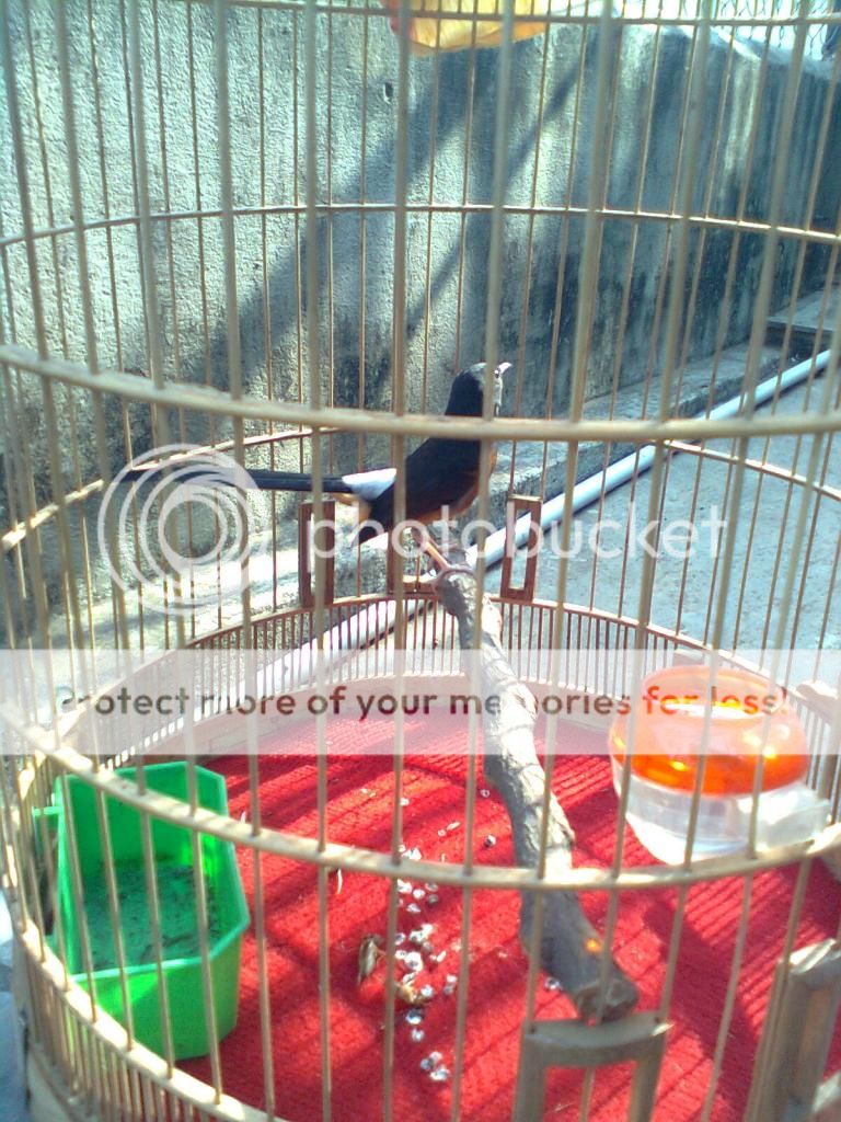 Biên Hòa-Bán cặp chòe lửa trống,mái cho a e nào ghép đẻ - 2