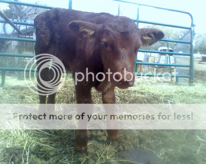 L 2 Calf with swollen legs(NEW pics added) Keeping A Family Cow