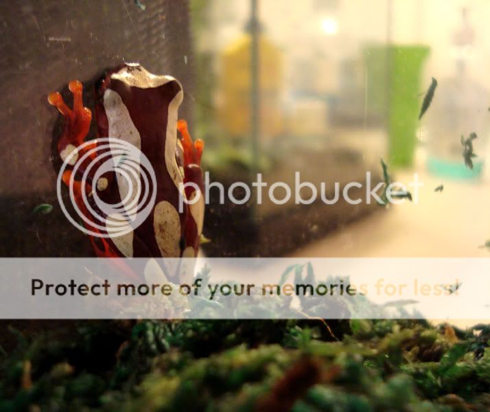 stratocaster wiring diagram. Japanese richie sambora stratocaster gt;gt; wiring diagram fender richie sambora