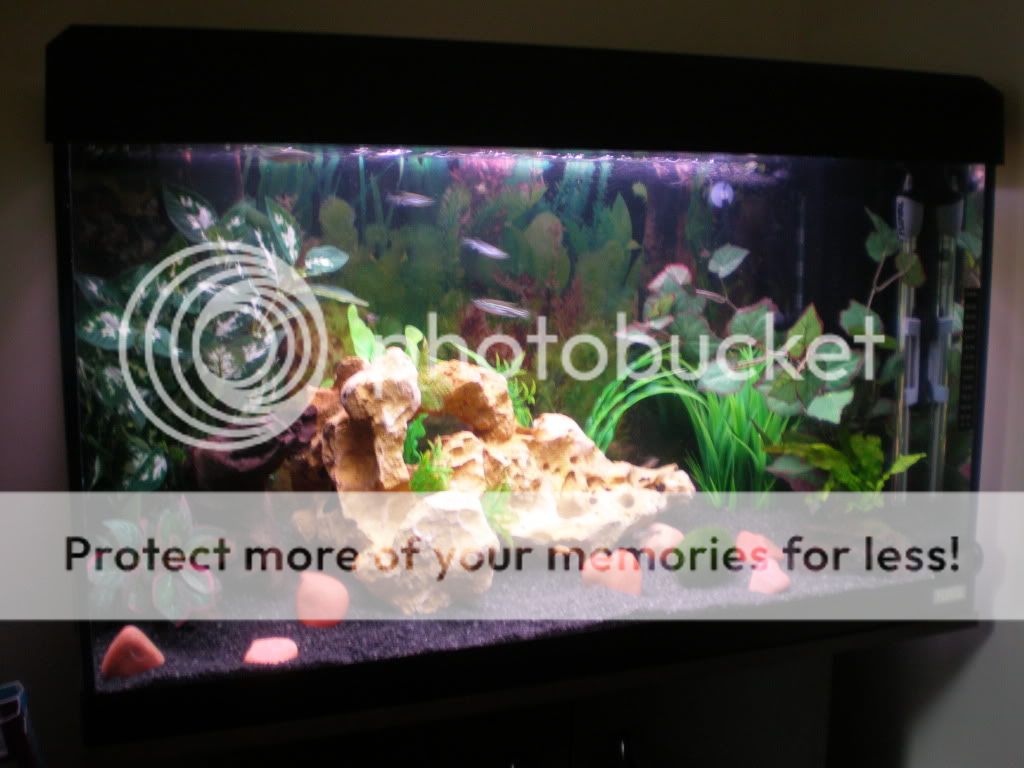 18 Months Of Tank Changes *update 16/01/11* Tropical Fish Forums