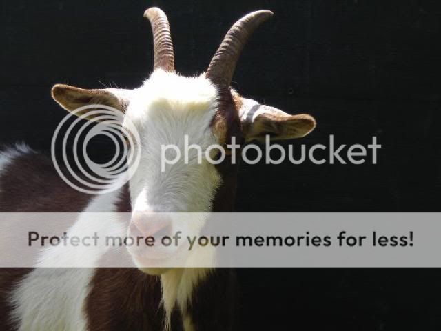 Our new Babies...cuteness - Goats