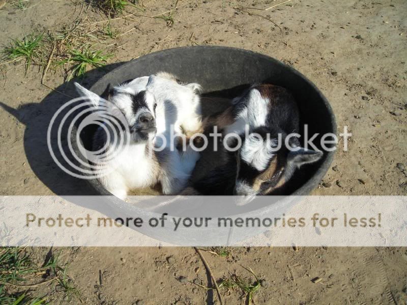 Our new Babies...cuteness - Goats