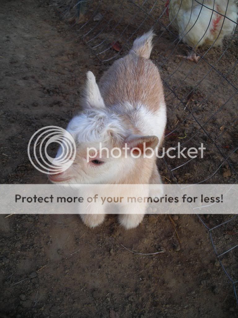 Our new Babies...cuteness - Goats