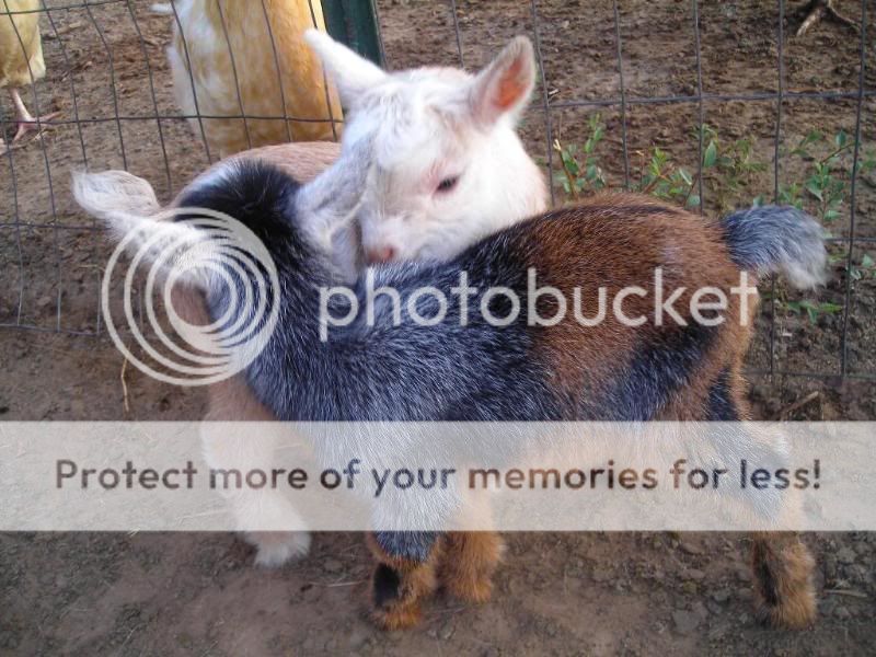 Our new Babies...cuteness - Goats