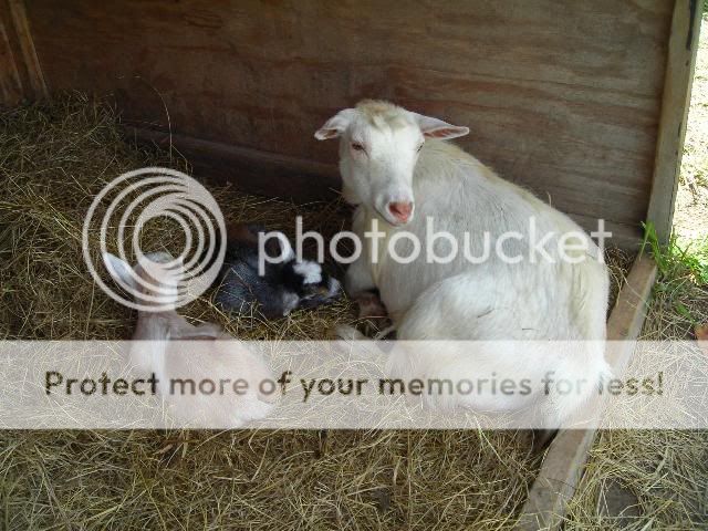 Our new Babies...cuteness - Goats