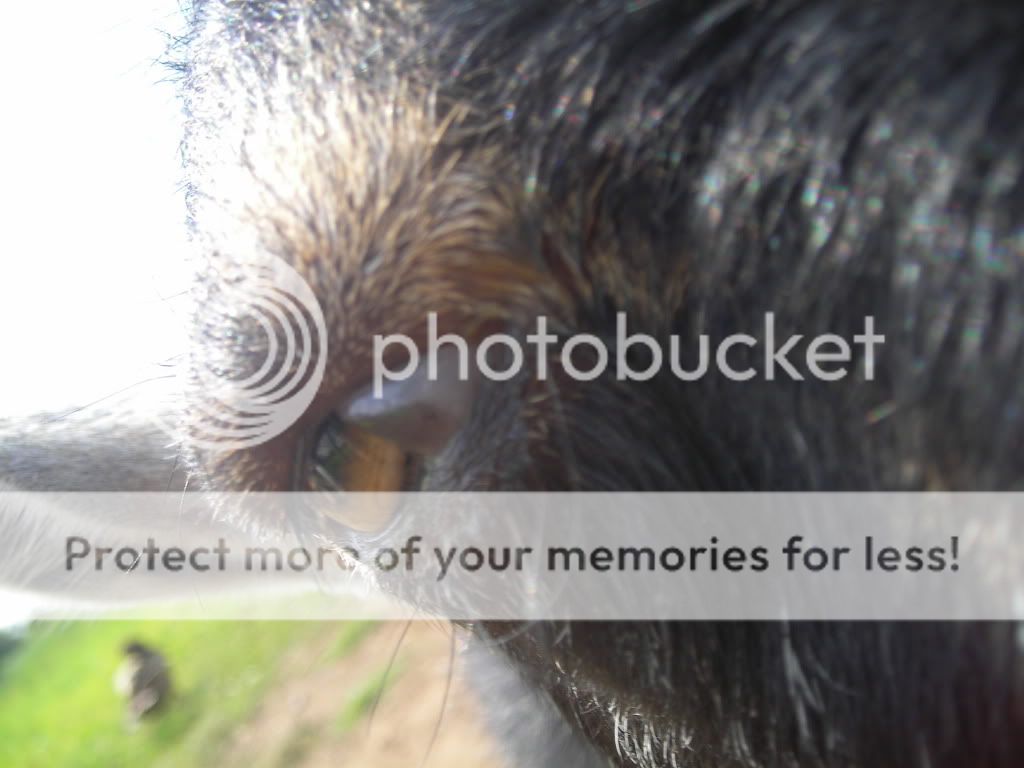 Something is wrong with my boys eye.. Help!!! - Goats