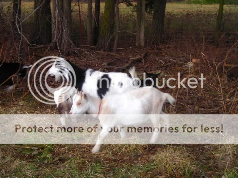 So what's your favorite breed of goat ??? - Goats