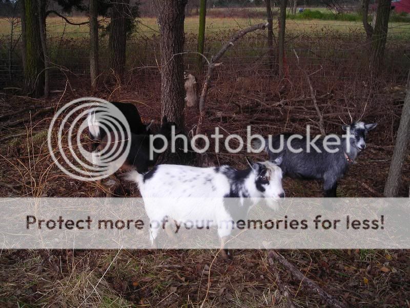 So what's your favorite breed of goat ??? - Goats