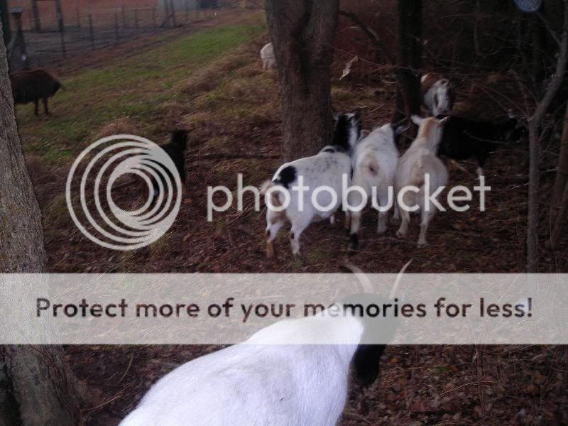 So what's your favorite breed of goat ??? - Goats