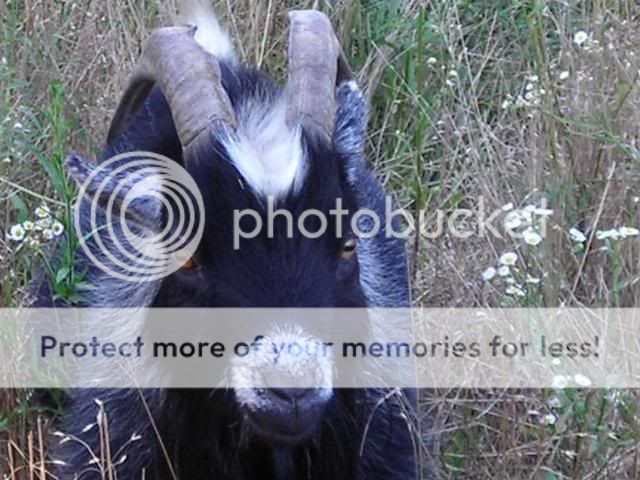Our new Babies...cuteness - Goats