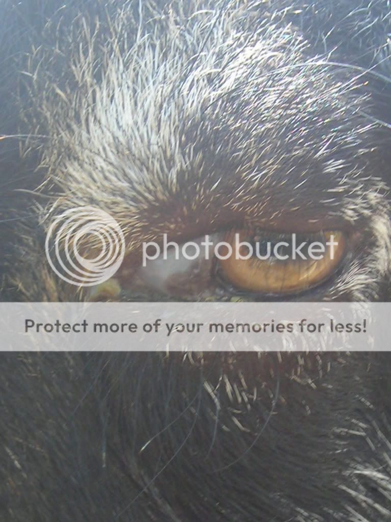 Something is wrong with my boys eye.. Help!!! - Goats