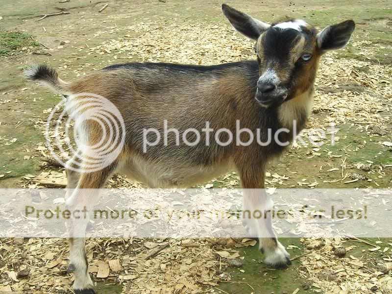 So what's your favorite breed of goat ??? - Goats